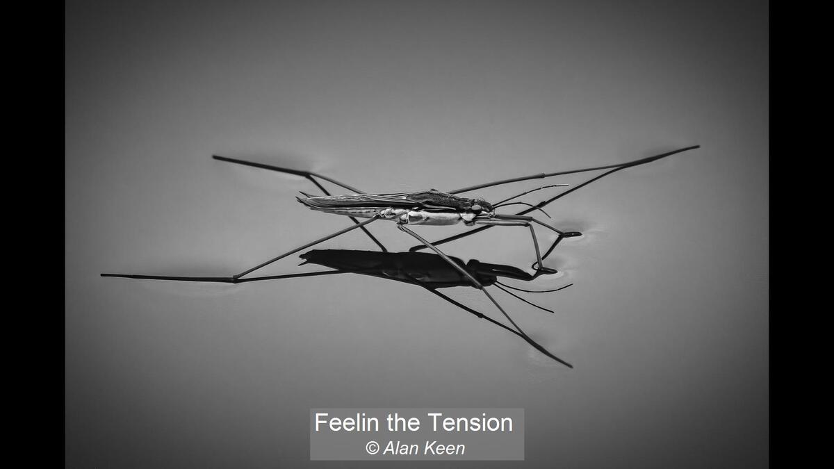 26_Feelin the Tension_Alan Keen